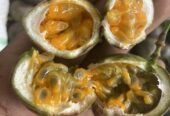 Small Passion Fruits, 80 in each package