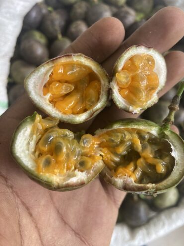 Small Passion Fruits, 80 in each package