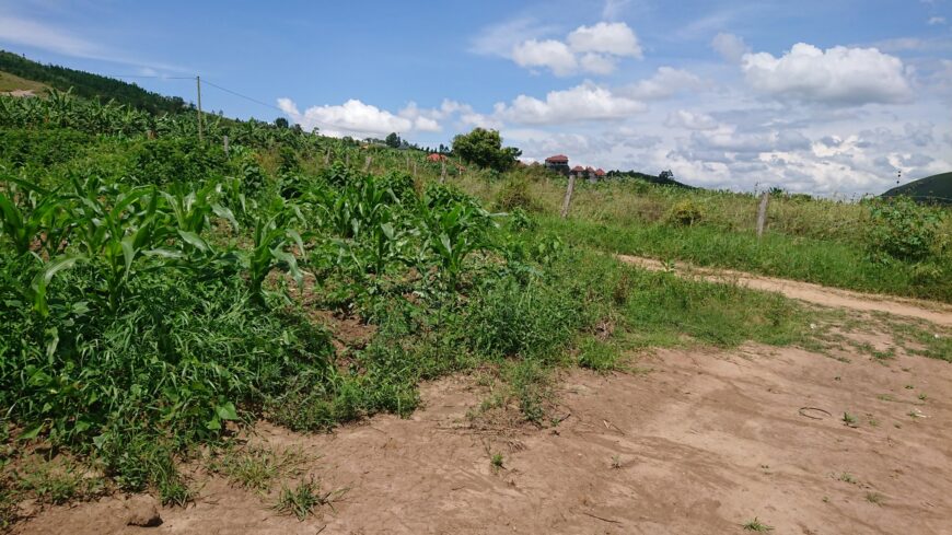 Half an Acre Plot of Land